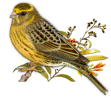 őszi állatok_136.png